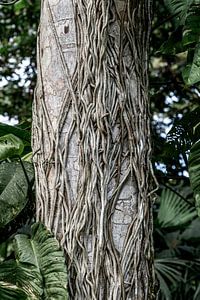 La ligne de vie de la nature - Des racines d'arbres enchevêtrées