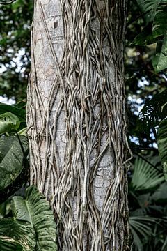 La ligne de vie de la nature - Des racines d'arbres enchevêtrées sur Femke Ketelaar