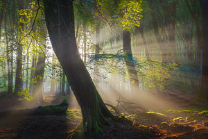 Het eerste licht