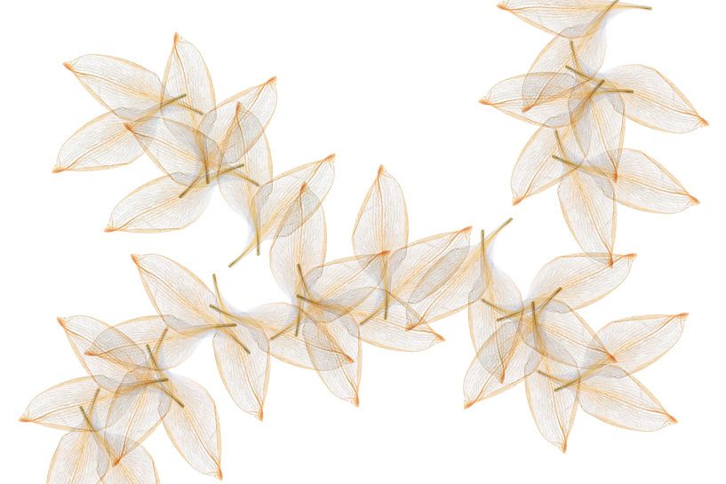 leaves by Klaartje Majoor