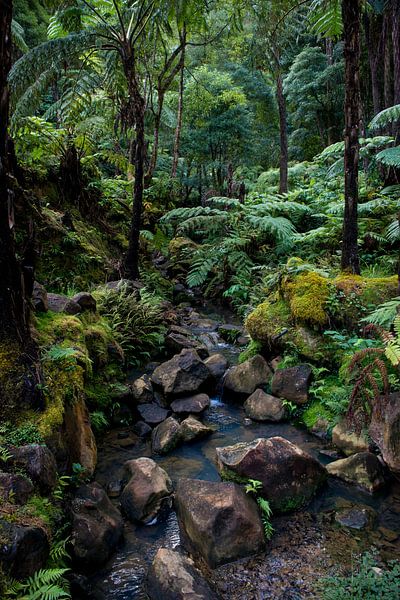 Waterval bij Caldeira Velha van Ellis Peeters