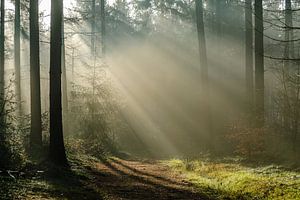 Pijnenburg, nebliger Wald mit Sonnenstrahlen auf dem Weg von Martin Stevens