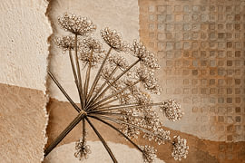 Botanische Mixed Media Art: Rustieke Gedroogde Berenklauw van Studio Pieternel