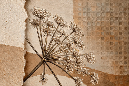 Art botanique en techniques mixtes : berce séchée au style rustique