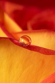 Warm colours: Close-up of a drop on a reddish-orange rose by Marjolijn van den Berg