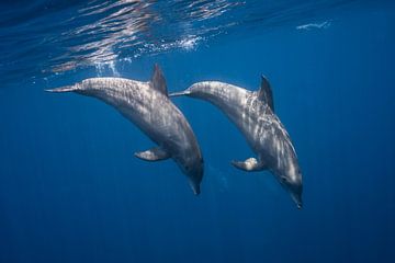 Two bottlenose dolphins, Barathieu Gabriel by 1x