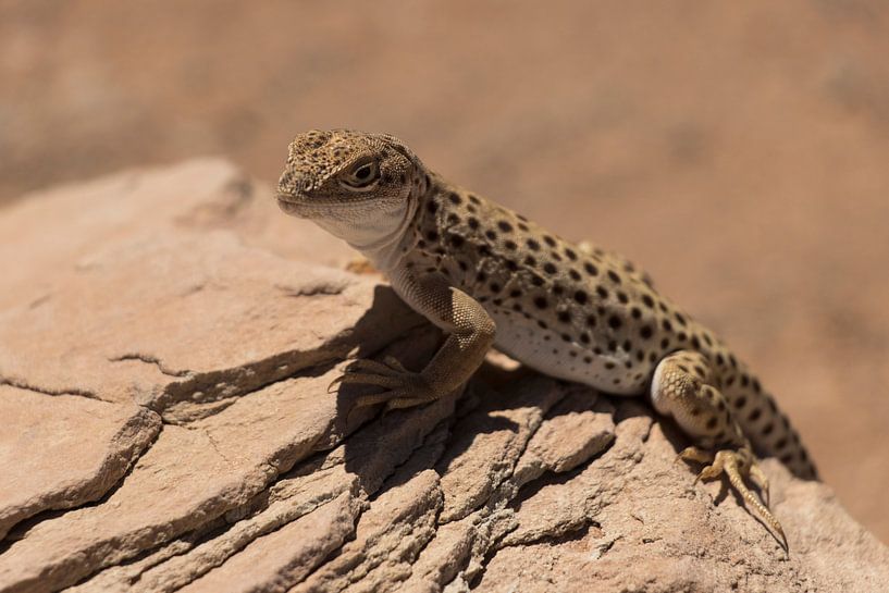 Leopard Lizzard by Kimberley Helmendag