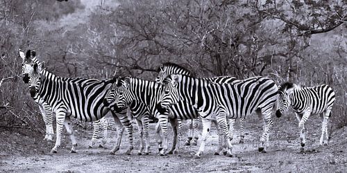 Crossing zebras in the Kruger Park, South Africa.