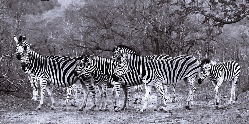 Croisement de zèbres dans le parc Kruger, en Afrique du Sud. par Bert Branje