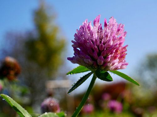 Fleur de trèfle rose avec la rosée du matin