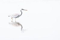 Reiger in het wit
