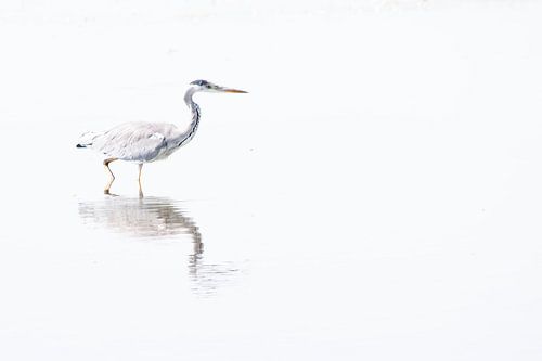 Reiger in het wit