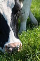 Vers groen gras.....