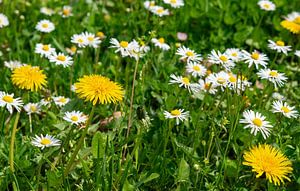 Löwenzahn und Gänseblümchen auf einer frischen grünen Frühlingswiese