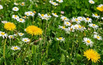 Paardenbloemen en madeliefjes in een frisgroene lenteweide van Animaflora PicsStock
