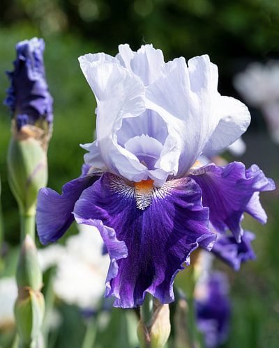 Irissen, Iris barbata
