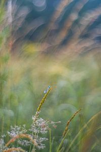 Lantaarntje (juffer) met bokeh van Moetwil en van Dijk - Fotografie