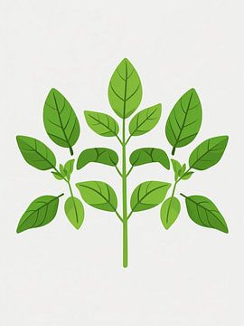 Grappe de feuilles de basilic sur Giandra Safaraz