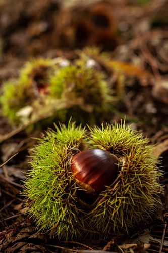 Sweet chestnut in husk on the ground