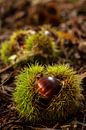 Tamme kastanje in bolster op de grond van het bos van Andrea de Jong thumbnail