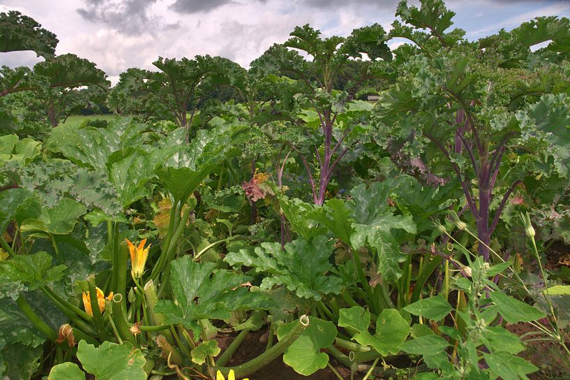 Kohlpalmen van Edgar Schermaul