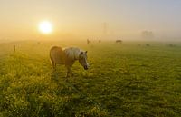 Pferd in nebliger Landschaft von Remco Van Daalen Miniaturansicht