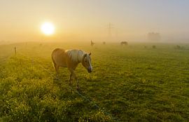 Pferd in nebliger Landschaft von Remco Van Daalen