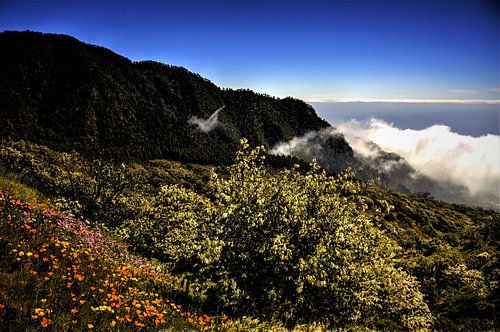 tenerife  met wildgroei  aan bloemen en  horizon met blauwe lucht