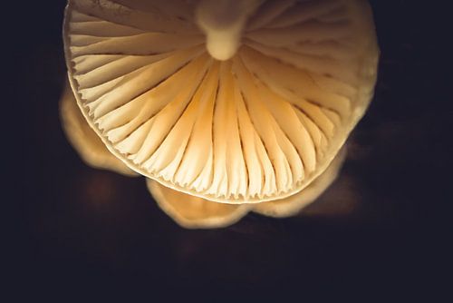porcelain mushroom portrait