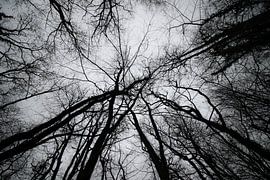 Aderen van de natuur van Roger Hagelstein