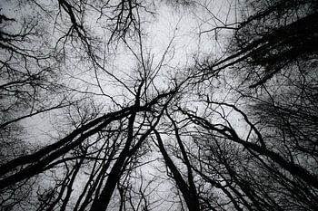 Venen der Natur