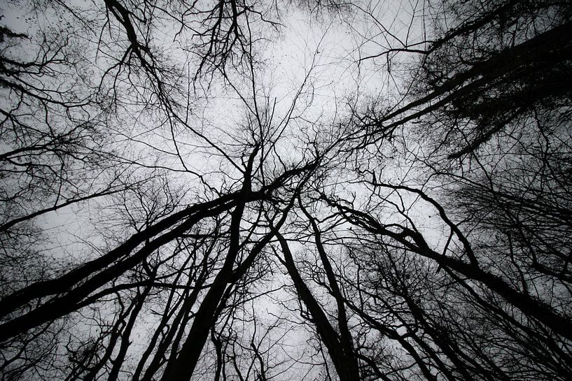 Venen der Natur von Roger Hagelstein