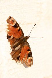 Worn van Antoine Deleij