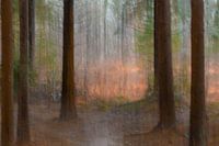 Het sfeervolle sprookjesbos in de herfst