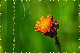 Happy birthday by Photoart-Naegele