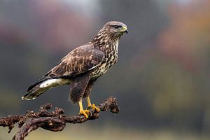 Mäusebussard, Buteo buteo