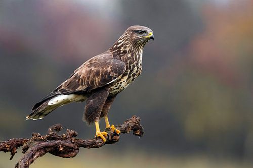 Buizerd, Buteo buteo