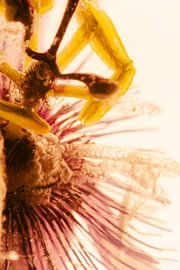 Passion flower in ice 3 by Marc Heiligenstein