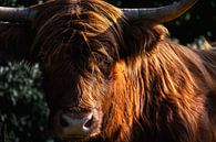 Portret van een Schotse Hooglander 2 van Thom Brouwer thumbnail