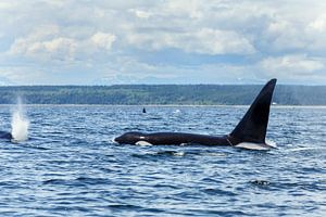 Orca von Menno Schaefer