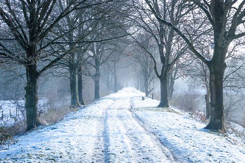 Avenue of Trees in the Snow Waalwijk