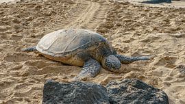 Hawaiiaanse groene zeeschildpad.