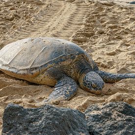 Hawaiian green sea turtle. by Jaap van den Berg