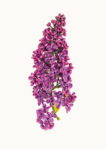 Rariteitenkabinet_Bloem_06_Vlinderstruik