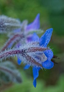 Blauer Borretsch Blume zurück