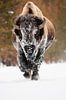 Amerikaanse bizon van Caroline Piek thumbnail