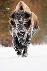 Amerikaanse bizon von Caroline Piek