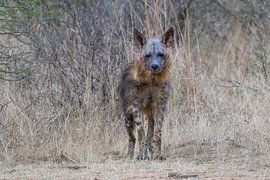 Braune Hyäne; Der Geist der Wüste von Lex van Doorn