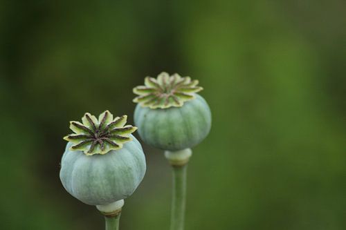 Papaver Duo