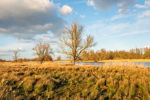 Jantjesplaat Biesbosch van Ruud Morijn